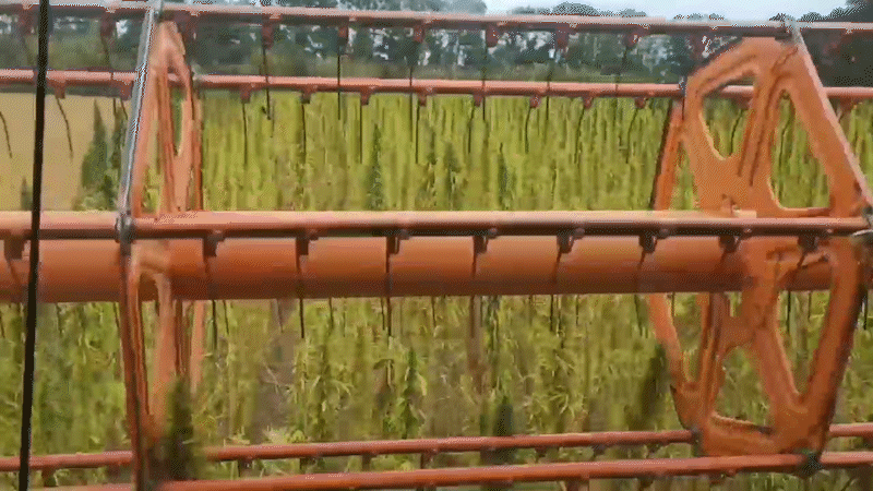 The Eat Me At team visited hemp fields in Sumy Oblast - Photo №3 - «Eat Me At» The Eat Me At team visited hemp fields in Sumy Oblast - Photo №3