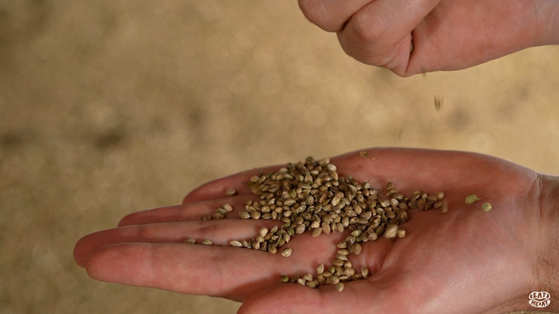 The Eat Me At team visited hemp fields in Sumy Oblast - Photo №4 - «Eat Me At» The Eat Me At team visited hemp fields in Sumy Oblast - Photo №4